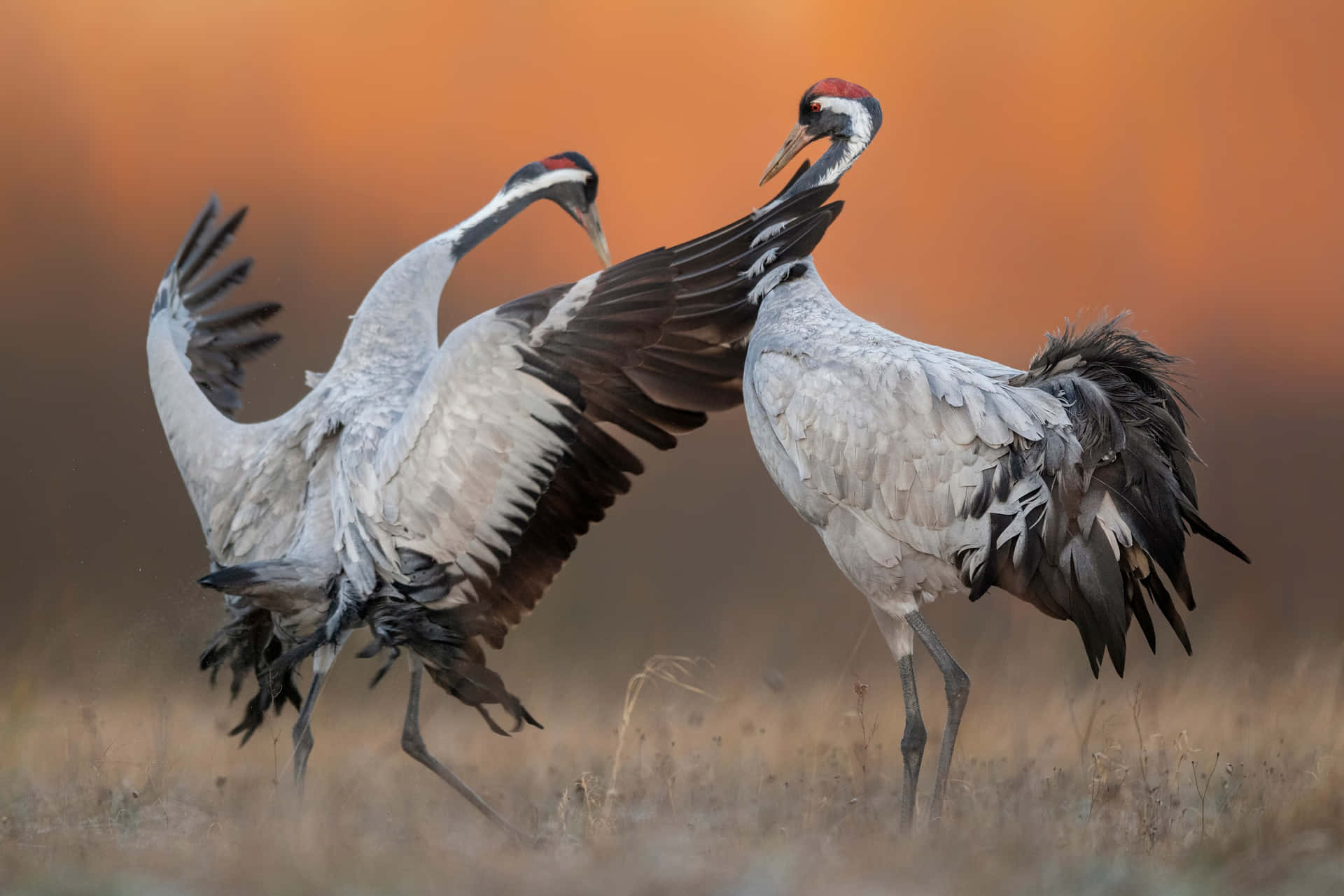 Cranes Danceat Dusk.jpg Wallpaper