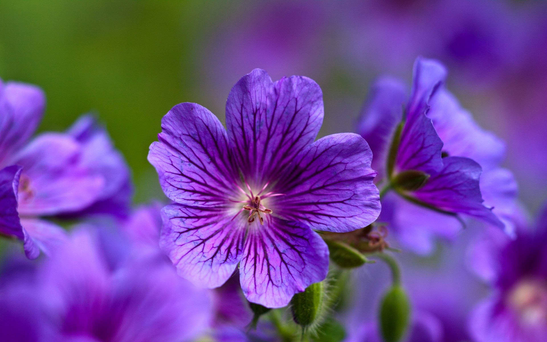 Cranesbill Geranium Purple Flower Wallpaper
