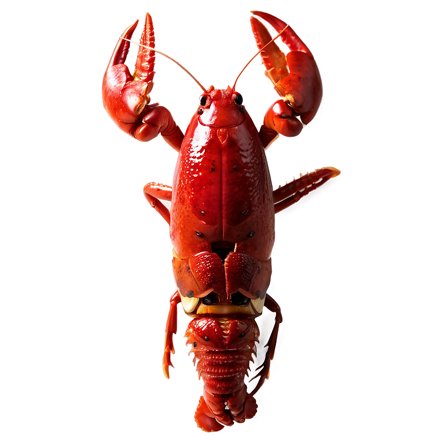 Crawfish D PNG