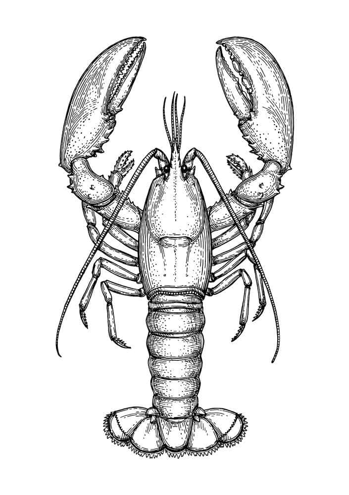 A Lobster Is Drawn In Black And White