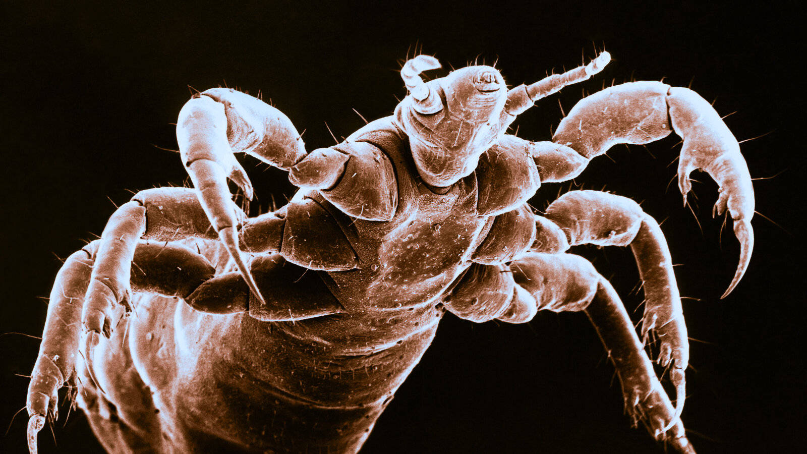 Crawling body louse close-up image Wallpaper