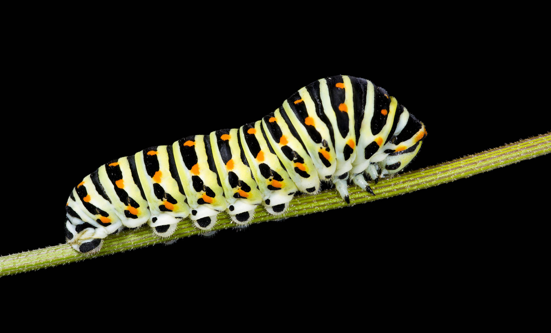 Crawling Caterpillar On A Stem Wallpaper