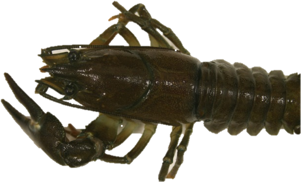 Crayfish Close Up Profile PNG