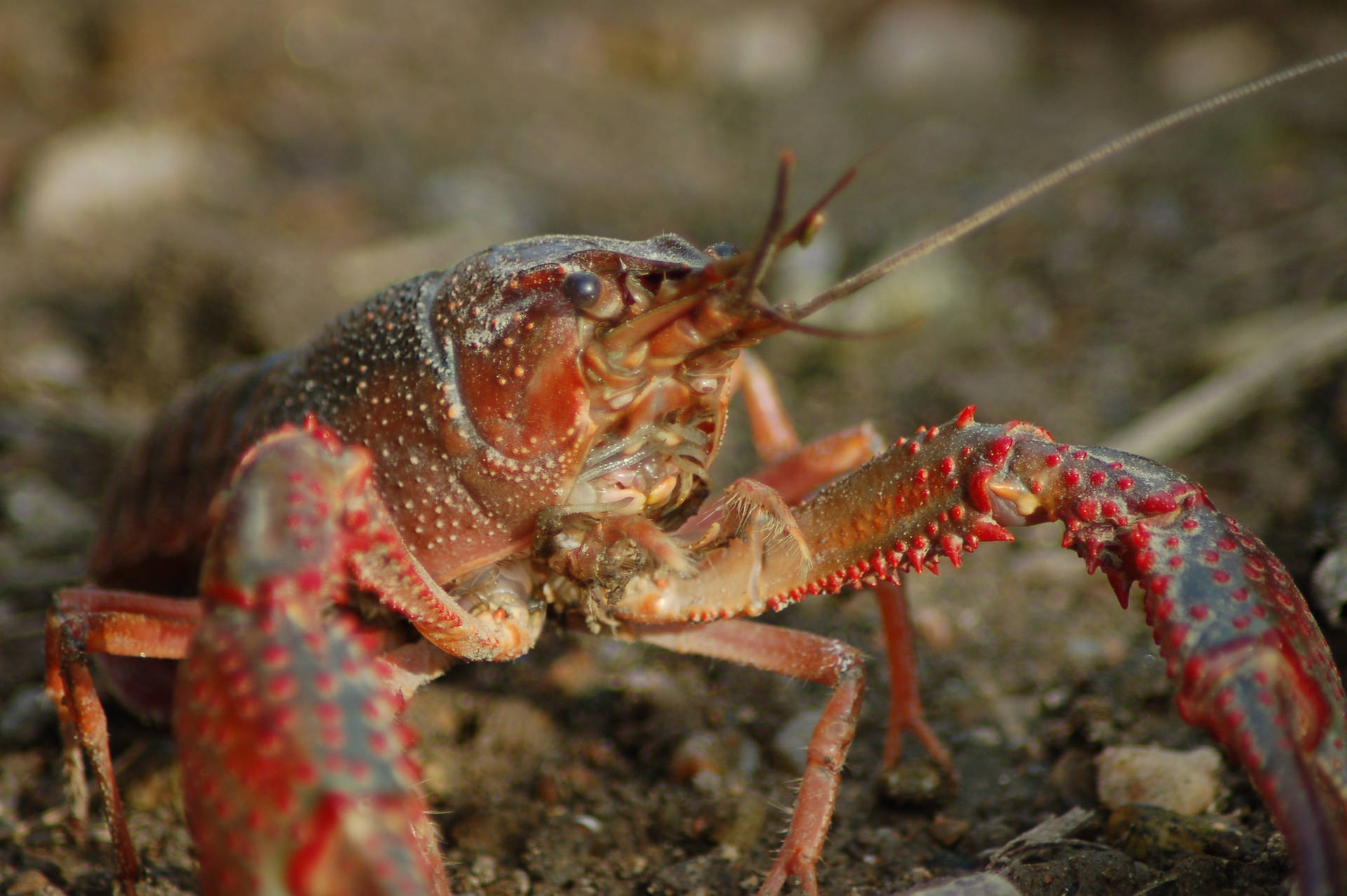 Crayfish On Rocky Soil Wallpaper