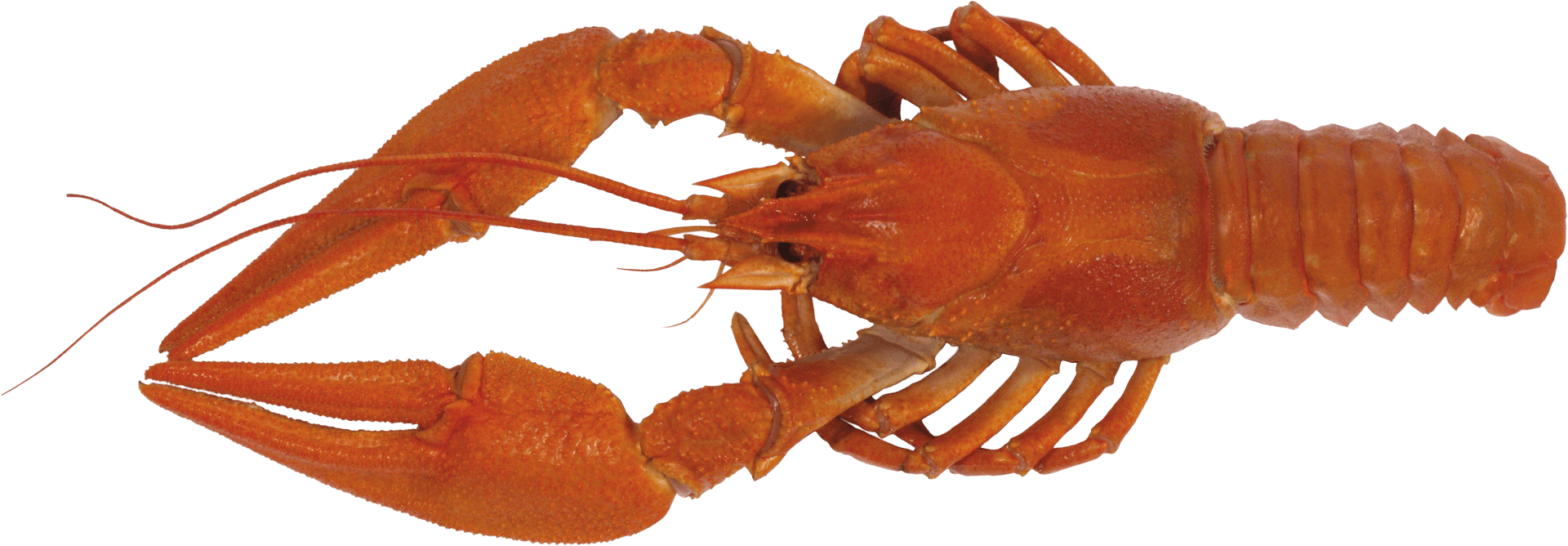 Crayfish Single Specimen Isolated PNG