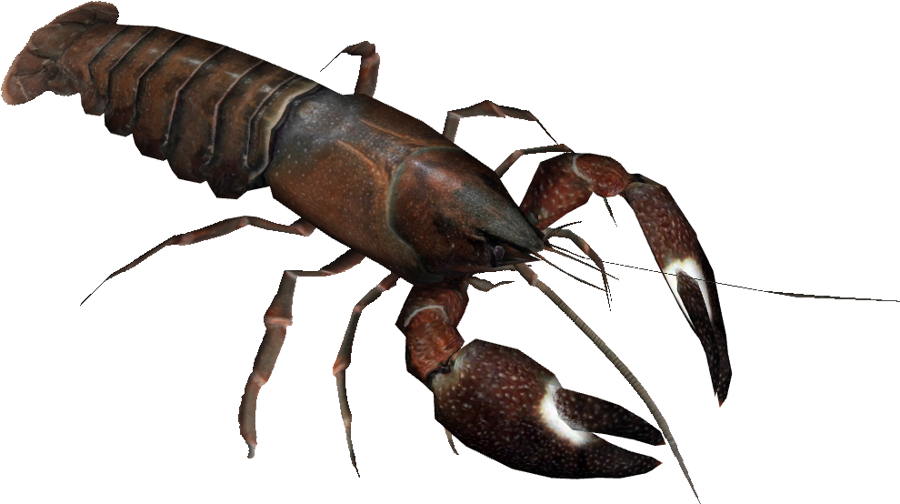 Crayfish Specimen Isolated PNG