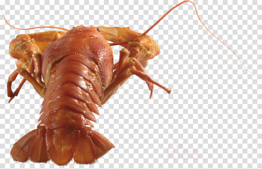 Crayfish Transparent Background PNG