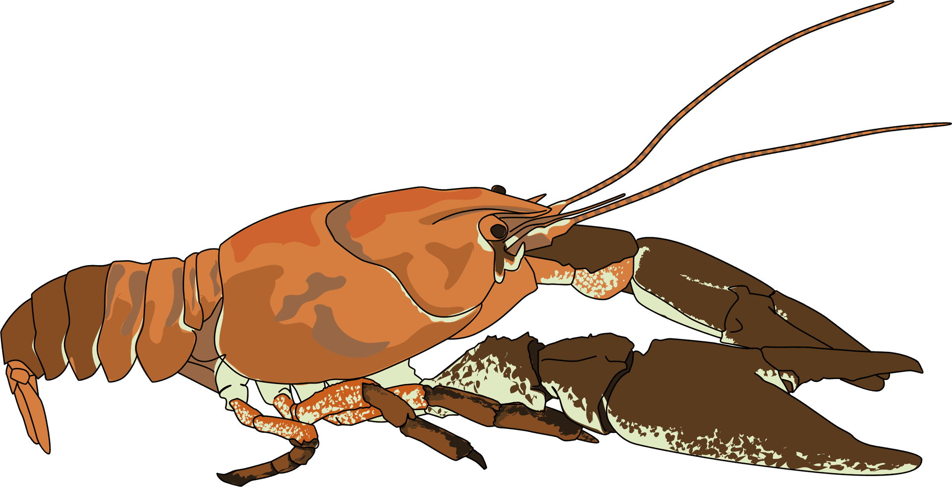 Crayfish_ Illustration.png PNG