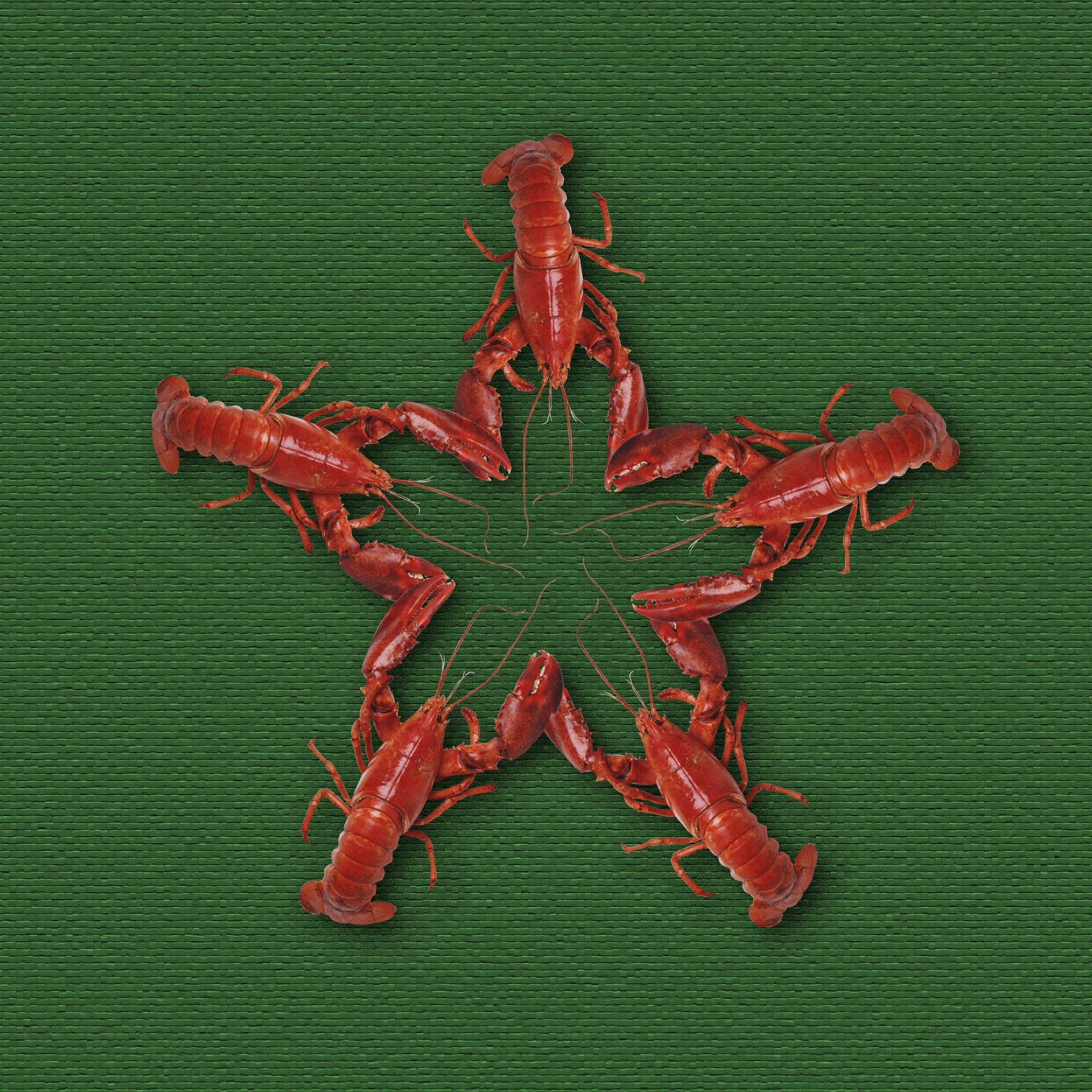 Crayfishes Forming Star Wallpaper