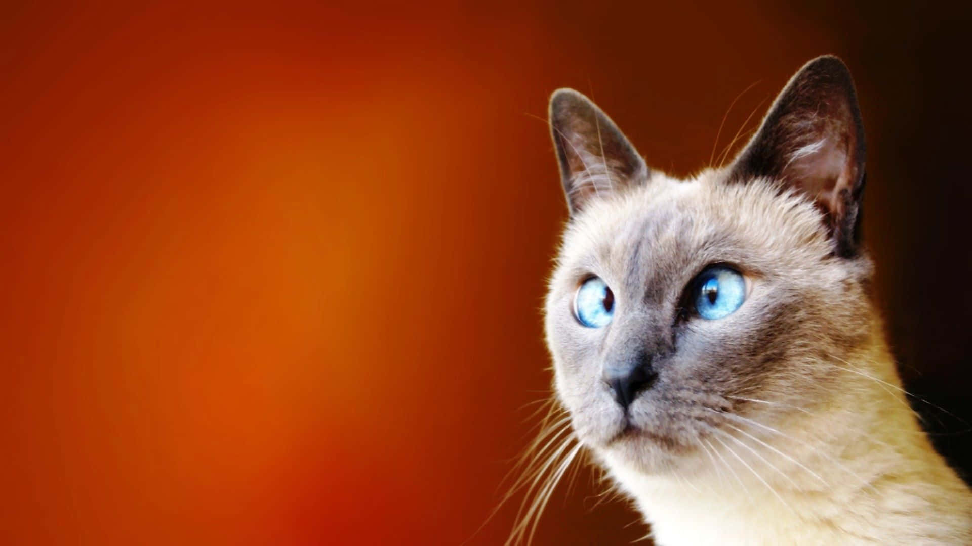 Siamese Cat With Blue Eyes