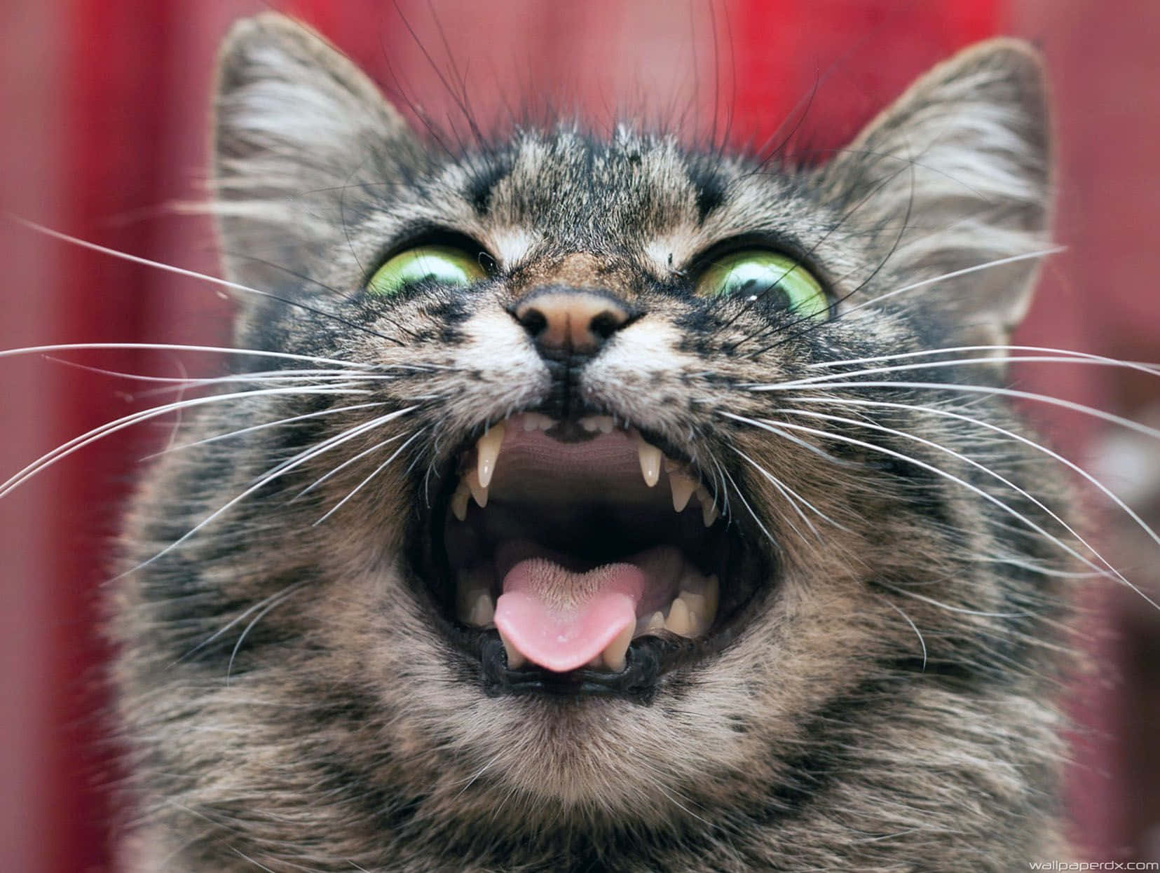 A Cat Is Yelling And Showing Its Teeth
