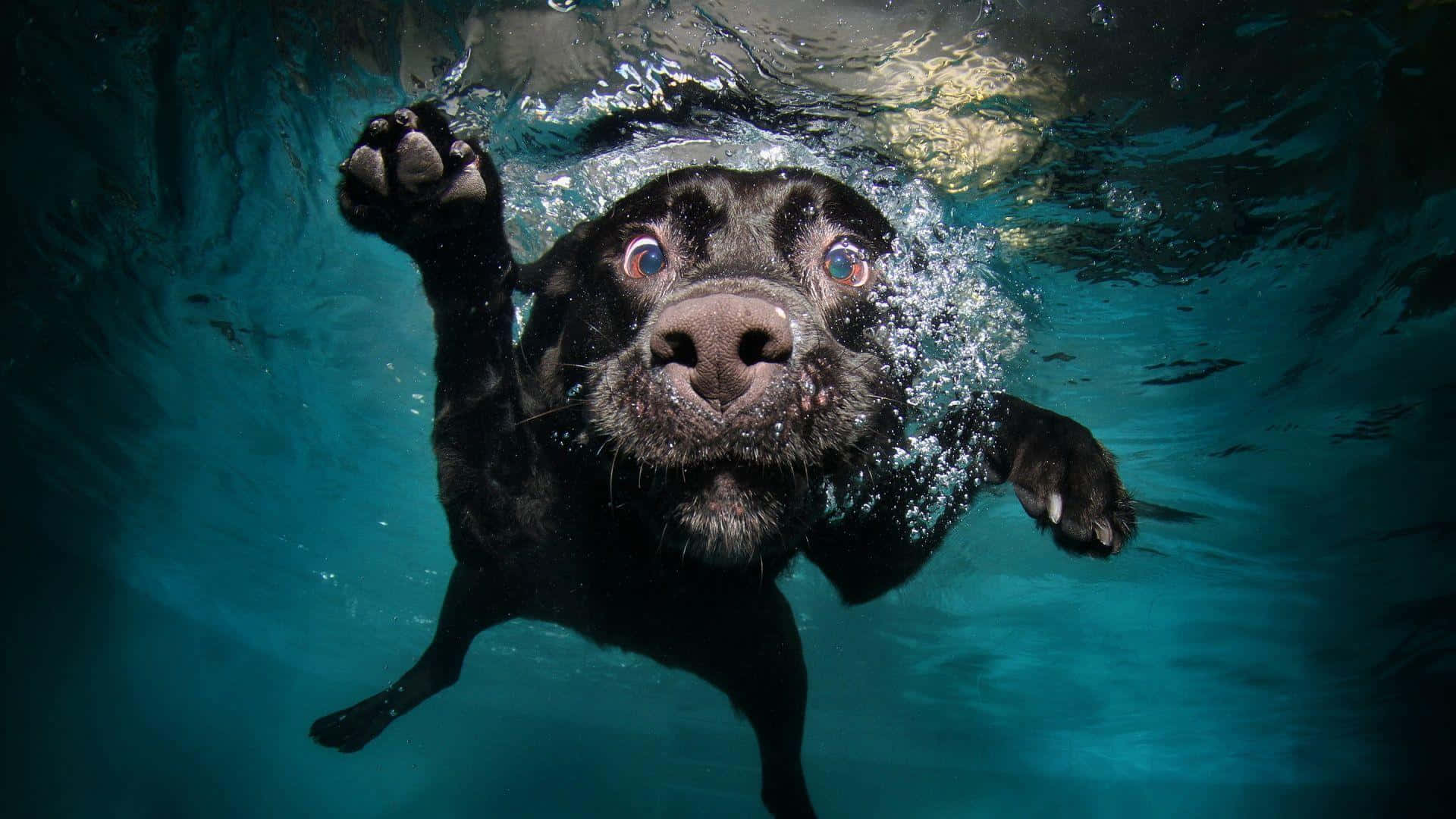 A Black Dog Swimming Underwater With Its Mouth Open
