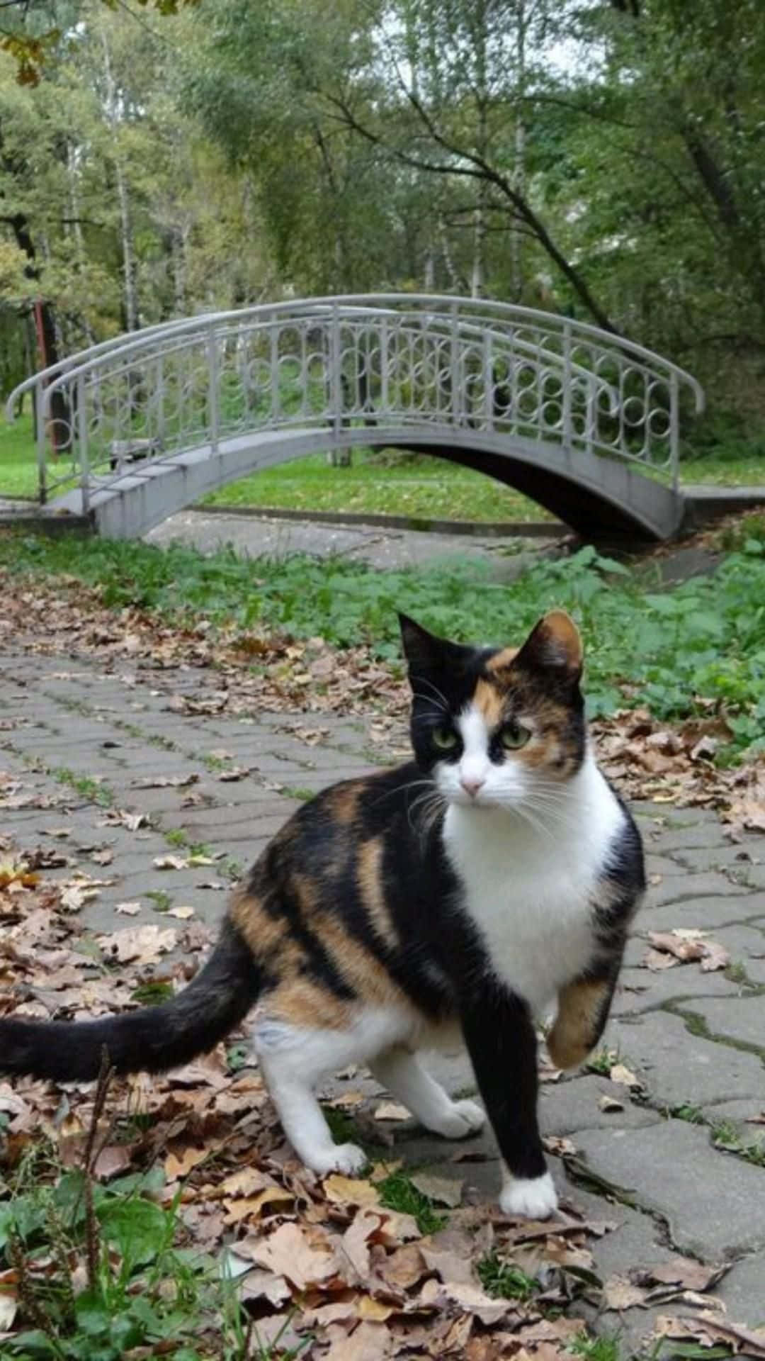 A Cat Walking In The Park Near A Bridge