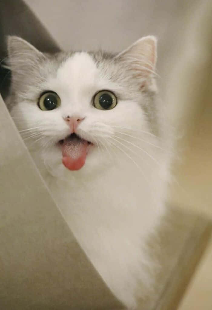 A White And Grey Cat Is Sticking Its Tongue Out Of A Box