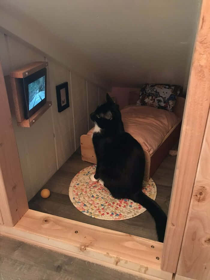 A Cat Sitting In A Bed In A Small Room