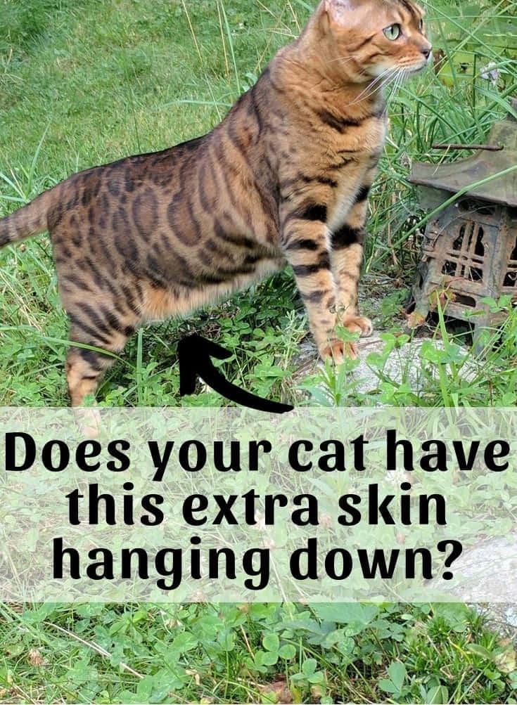 Does Your Cat Have This Extra Skin Hanging Down?