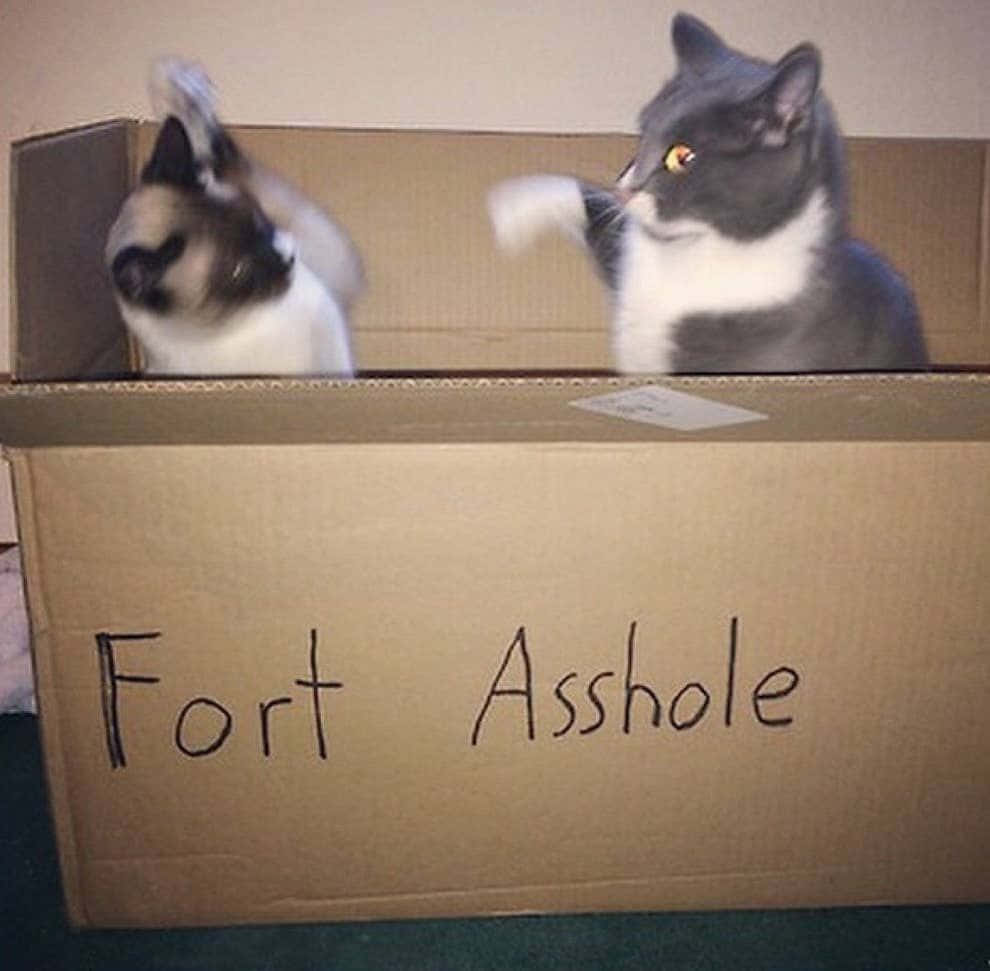 Two Cats In A Cardboard Box