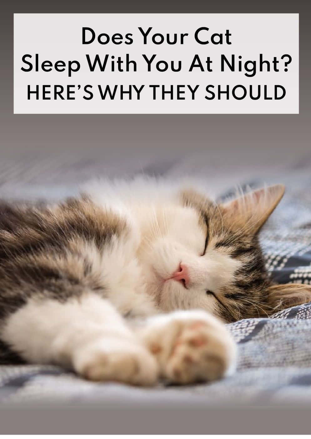 Does Your Cat Sleep With You At Night? Here's Why They Should