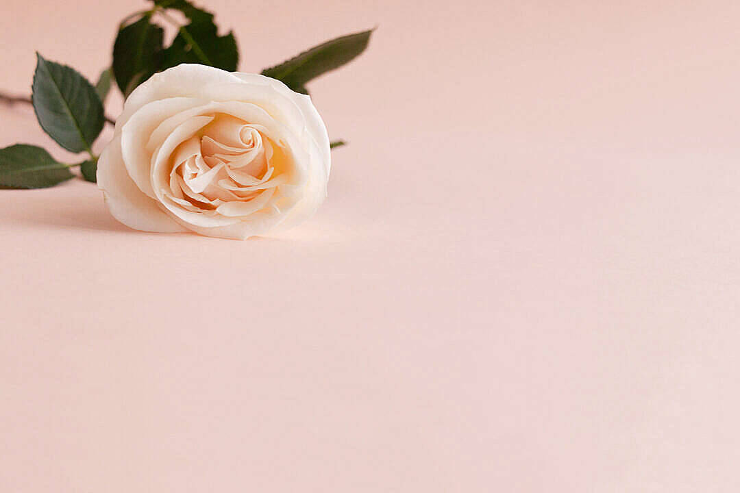 Cream Aesthetic Rose Flower Wallpaper