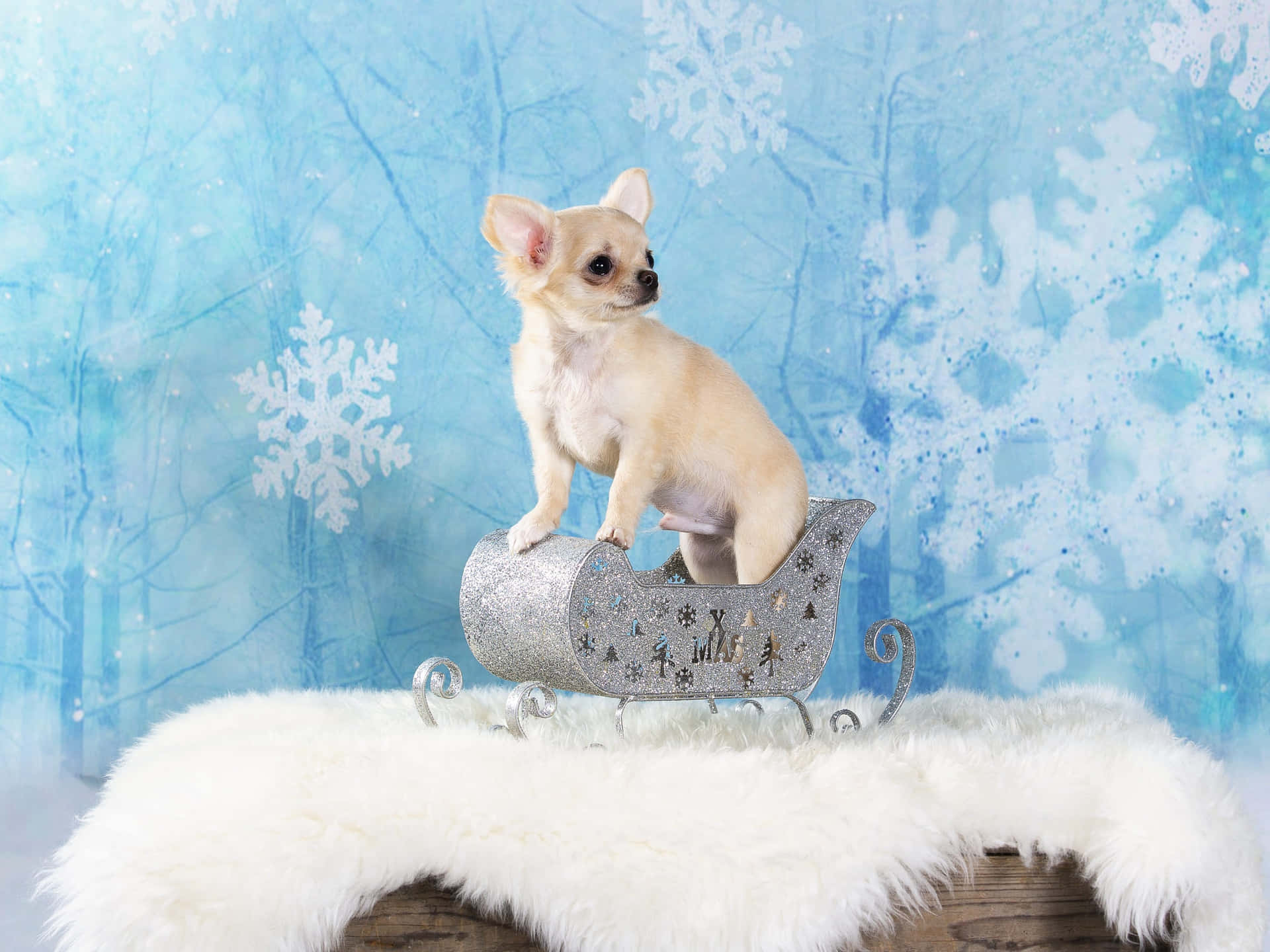 Cremede Chihuahua hund i sølv sleigh Wallpaper