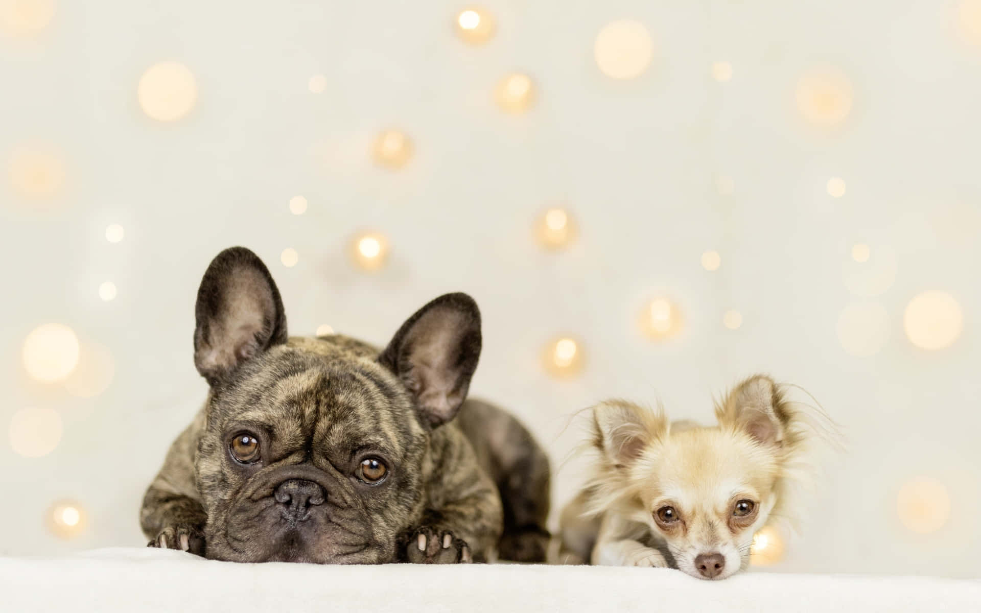 Fløde Chihuahua Hund Med Fransk Bulldog Briller Wallpaper