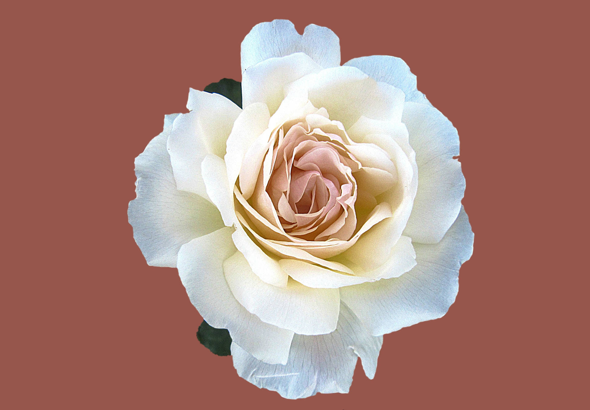 Cream White Roses Wallpaper
