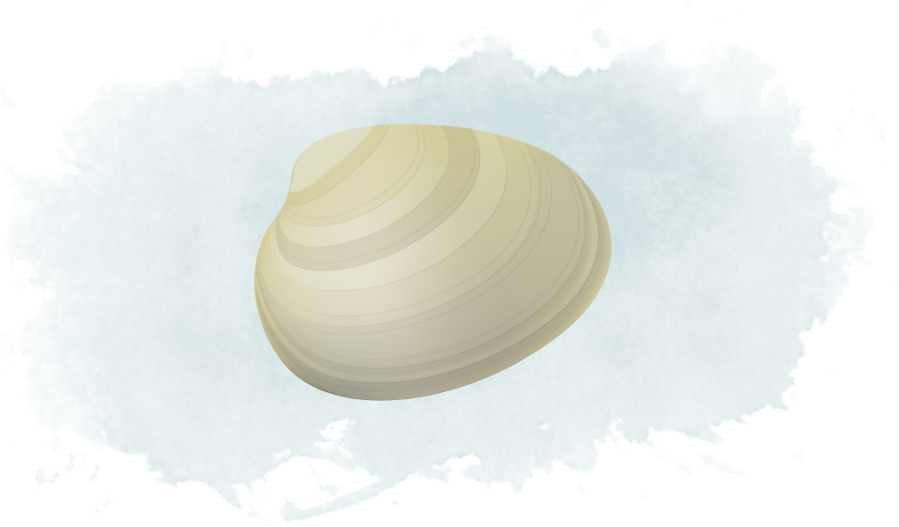 Creamy Clam Illustration PNG