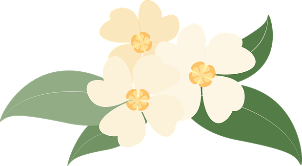Creamy White Floral Illustration PNG