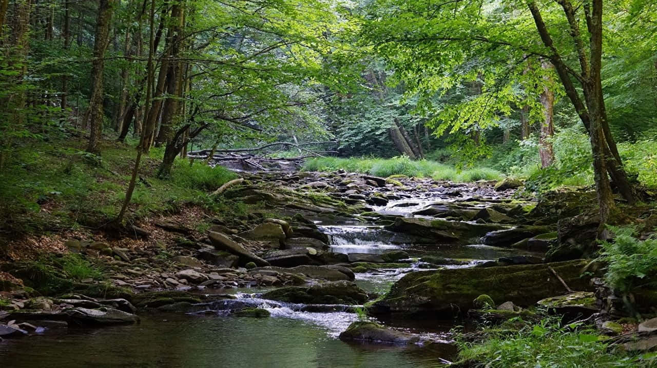 Peaceful creek winding through a verdant forest