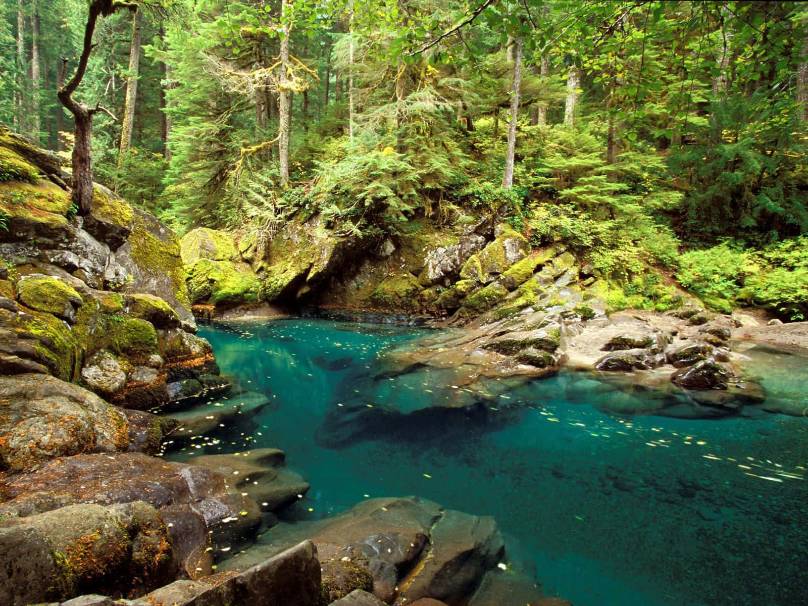 The beauty of Cascade Creek as it meanders through a lush and vibrant forest