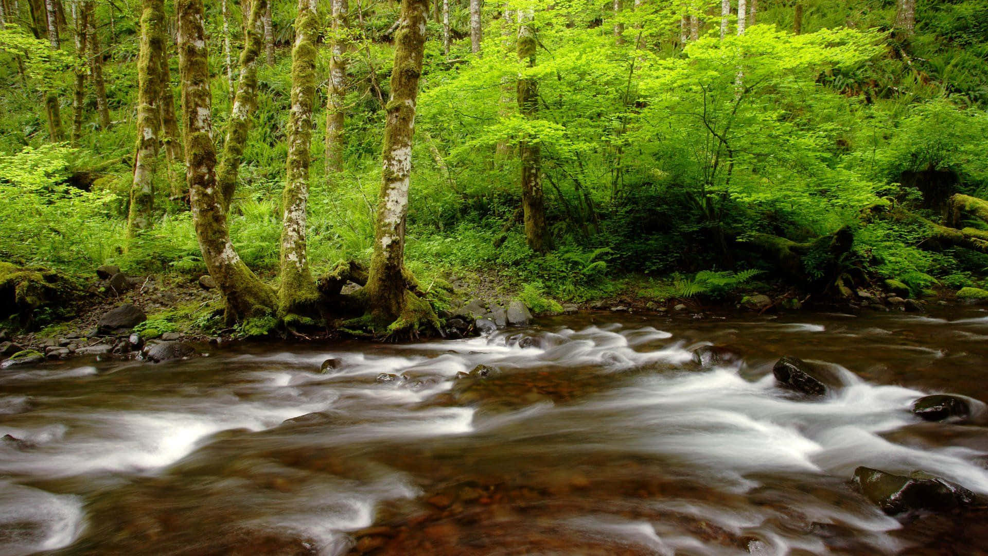 Enjoy a peaceful walk near a babbling creek.