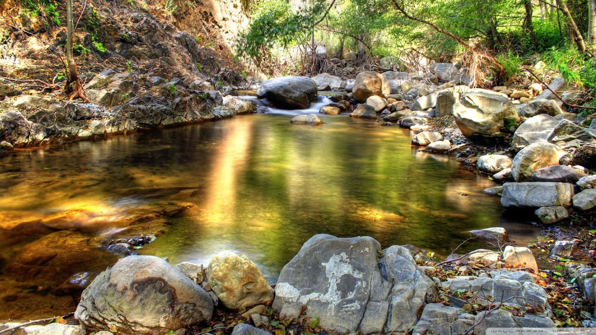 A Peaceful Walk Beside a Creek