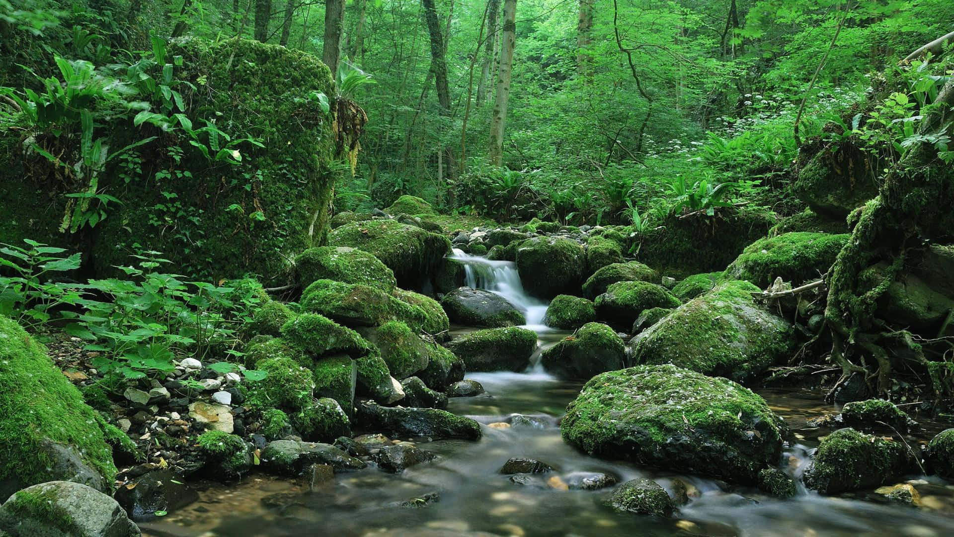 Enjoy a picturesque view of a creek in nature.