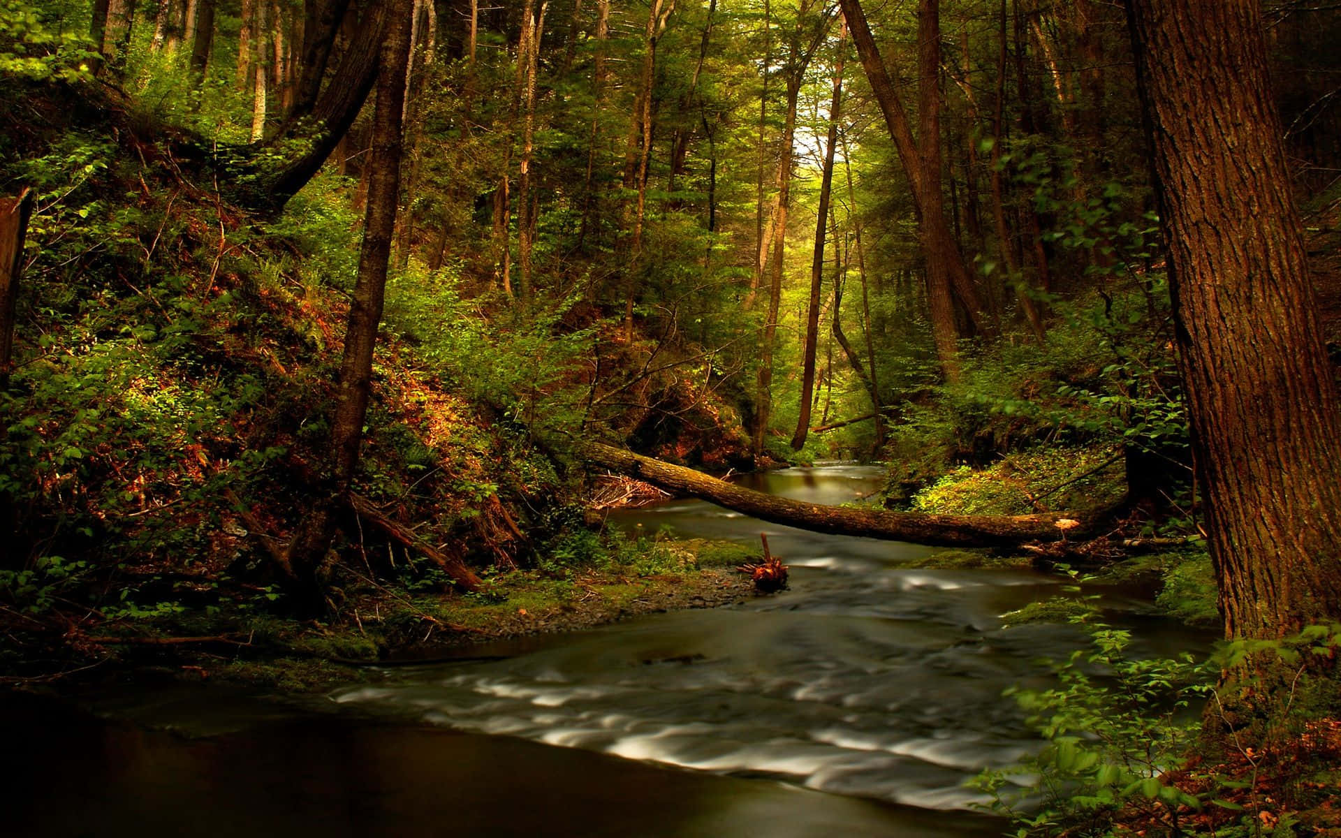 "A picturesque creek winding through a forest"