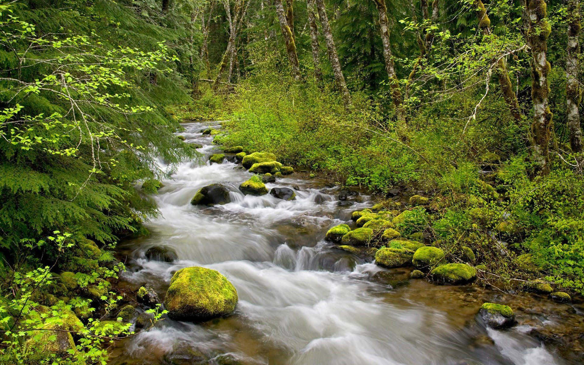 A peaceful serene view of a small, rushing creek