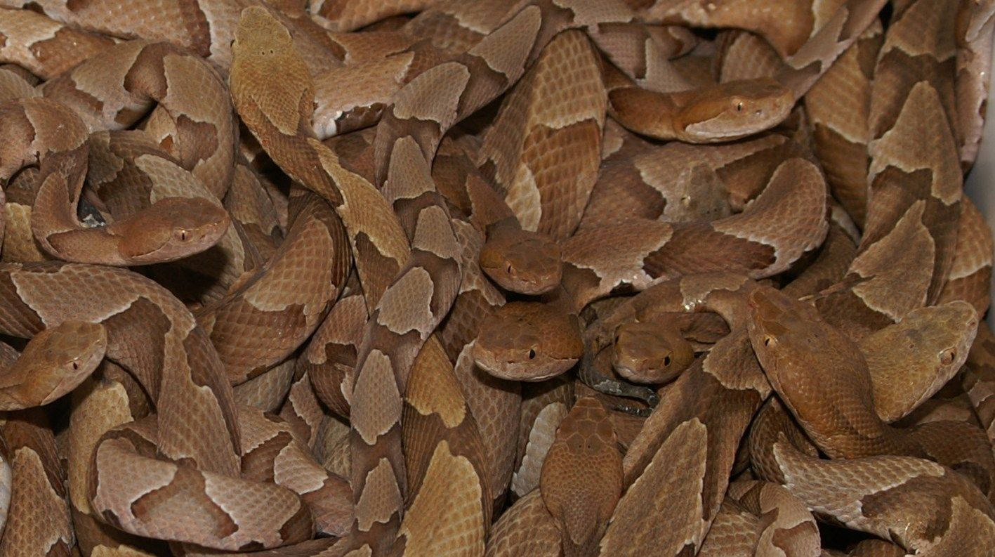 Creepy Copperhead Venomous Snakes Background