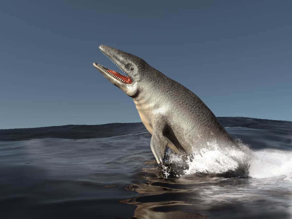 Ungrande Delfino Sta Saltando Fuori Dall'acqua.