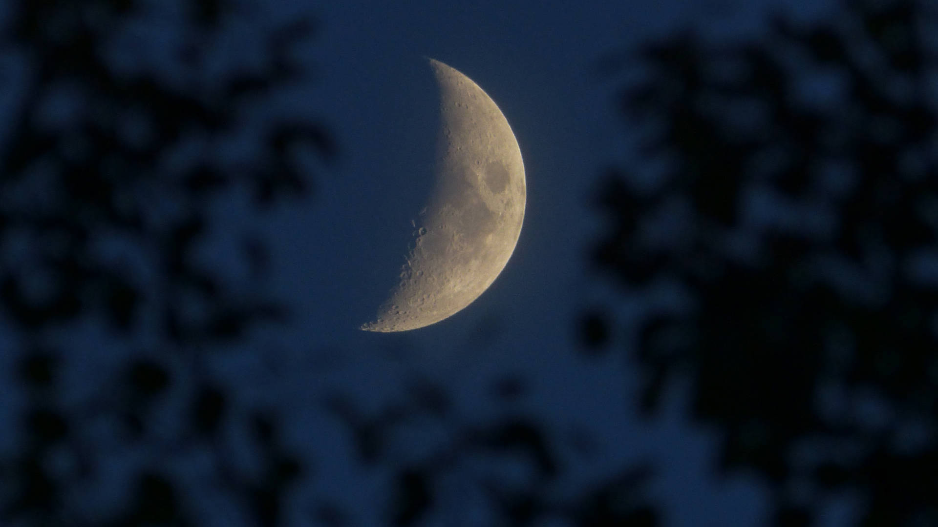 Laluna Creciente Sobre Las Hojas A La Luz De La Luna. Fondo de pantalla