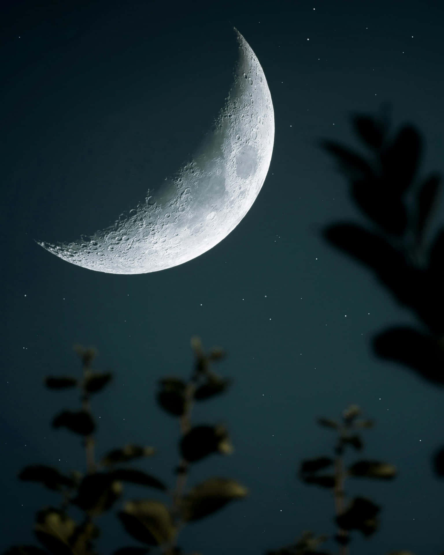 Silhouettes De Croissant De Lune Et De Plantes Fond d'écran