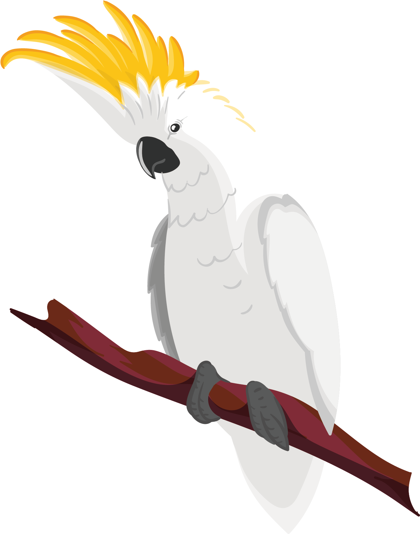 Crested Cockatoo Illustration PNG