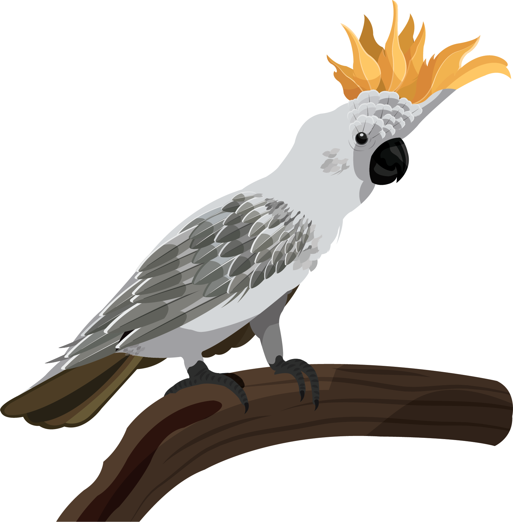 Crested Cockatoo Illustration.png PNG