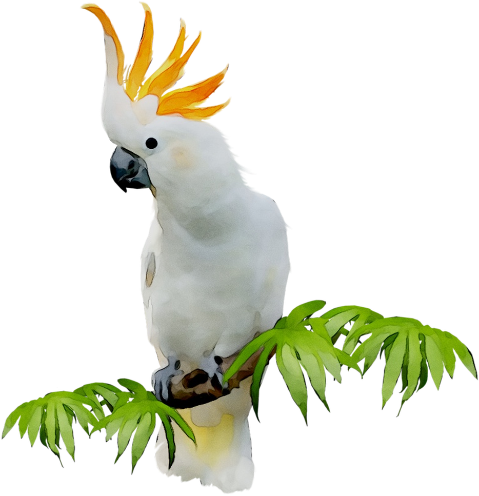 Crested Cockatooon Branch.png PNG