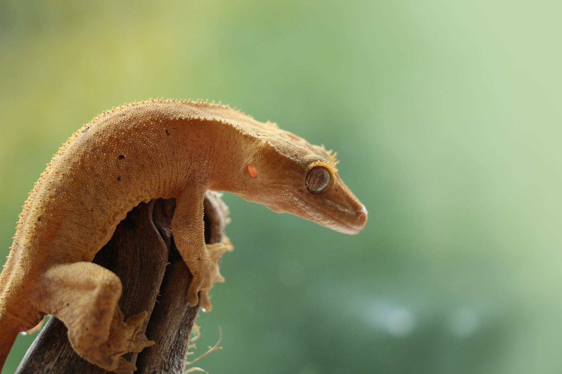 Crested Gecko Animal Background