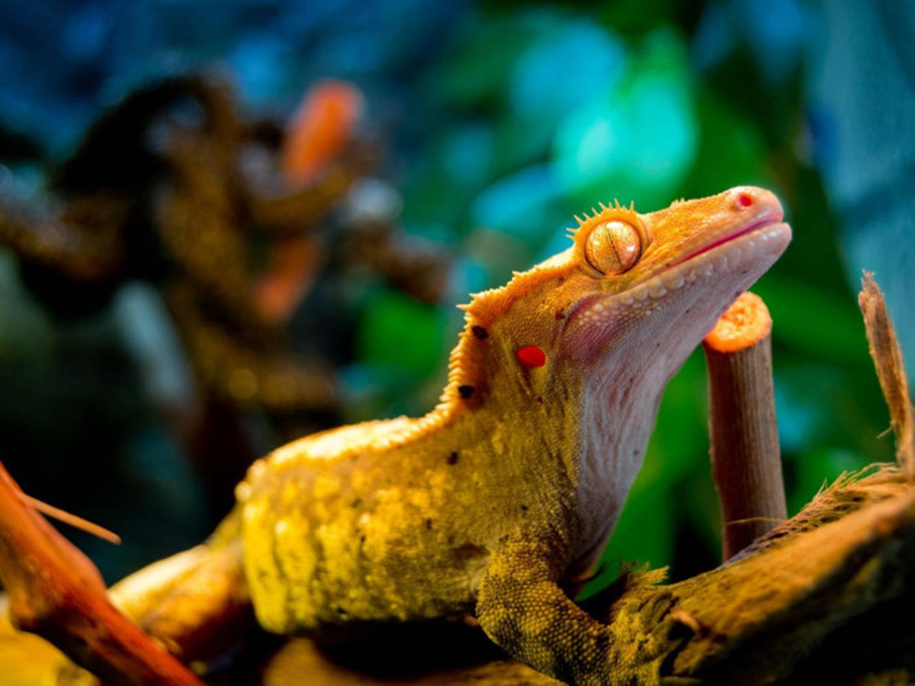 Crested Gecko On Plant Background