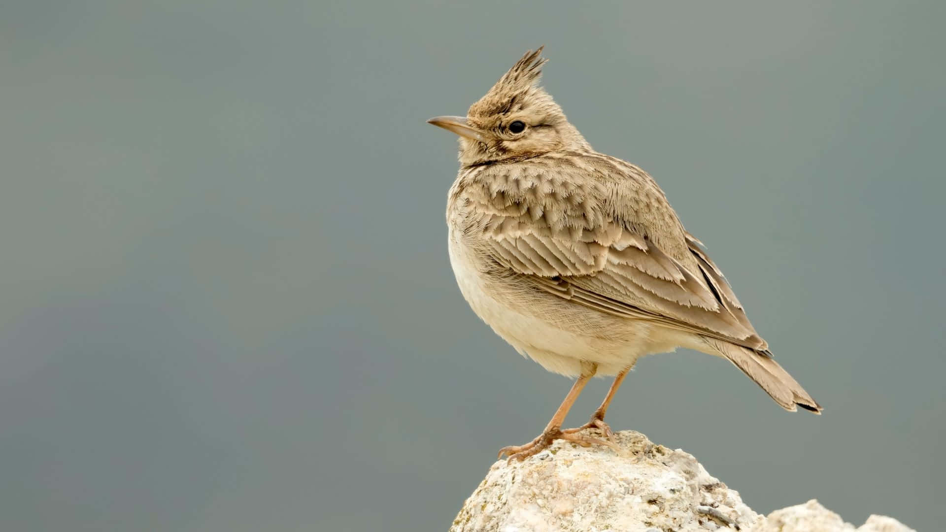 Crested Lark Standingon Rock Wallpaper