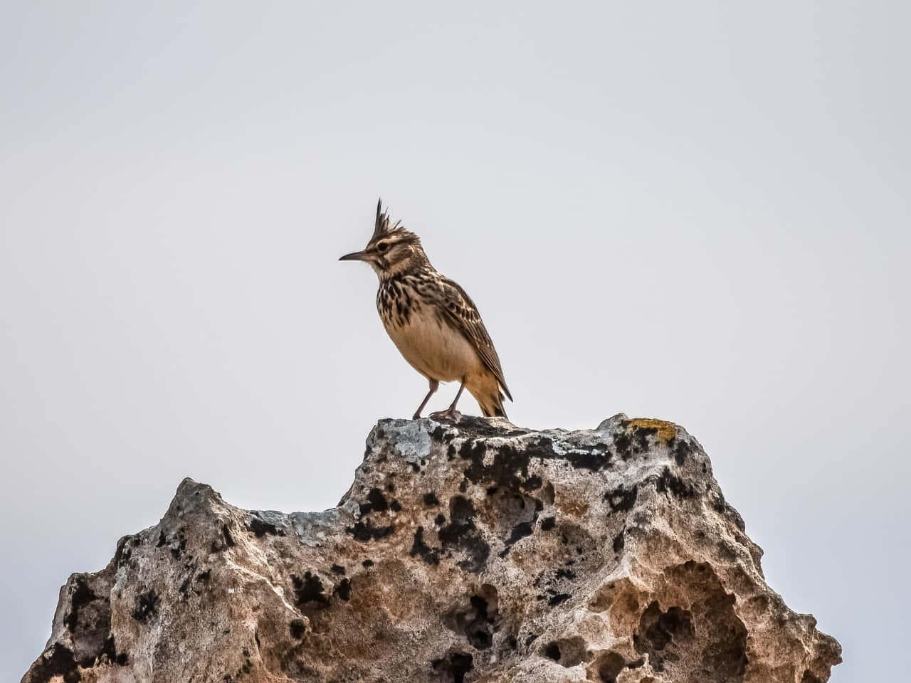 Crested Larkon Rocky Outcrop Wallpaper