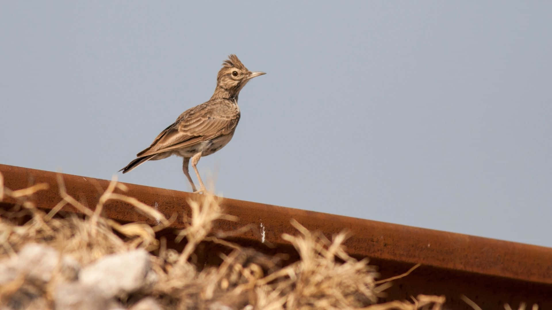 Crested Larkon Rusty Rail Wallpaper