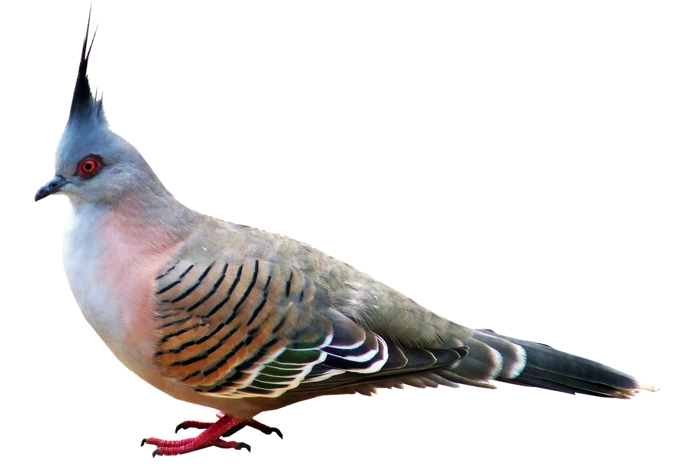 Crested Pigeon Profile PNG