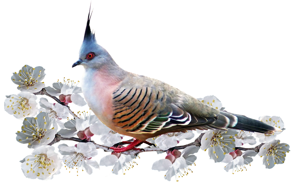 Crested Pigeonon Flowering Branch PNG