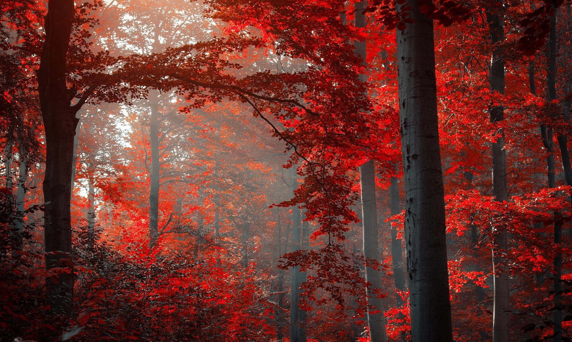 Crimson Forest Mystique Wallpaper